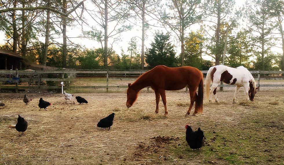 Are Chickens and Horses Compatible Barn Buddies?