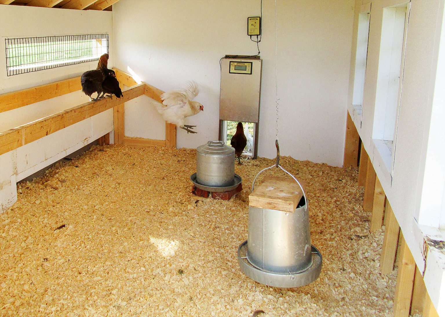 What Do You Need for Chickens? Tips for Raising Chickens