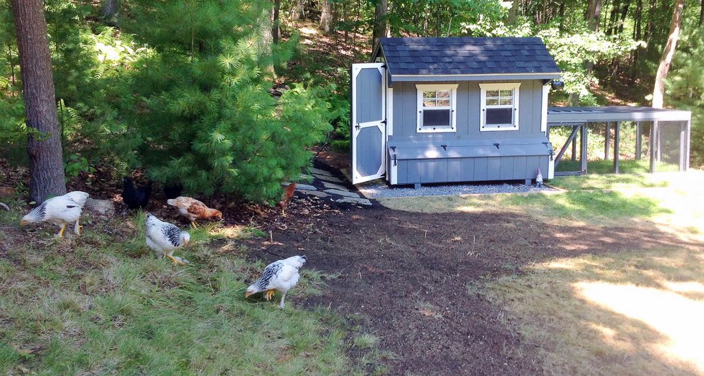 What Do You Need for Chickens? Tips for Raising Chickens