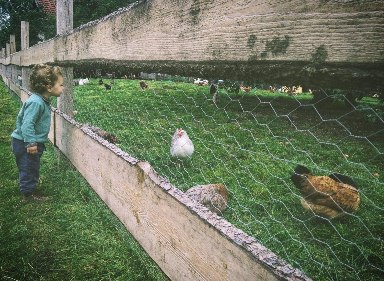 Guide to Owning and Raising Chickens in the City