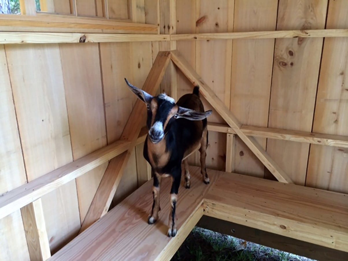 How To Build A Goat Shelter how-to-build-a-goat-shelter