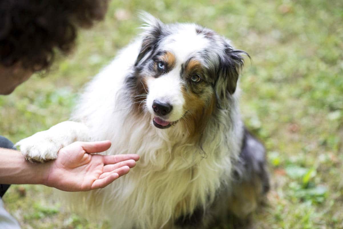 dog trainer classes