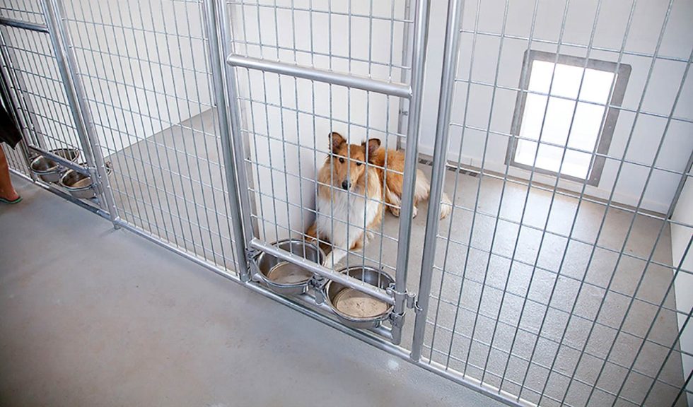 Dog Training & Boarding Essentials Dog Kenneling Tips Horizon