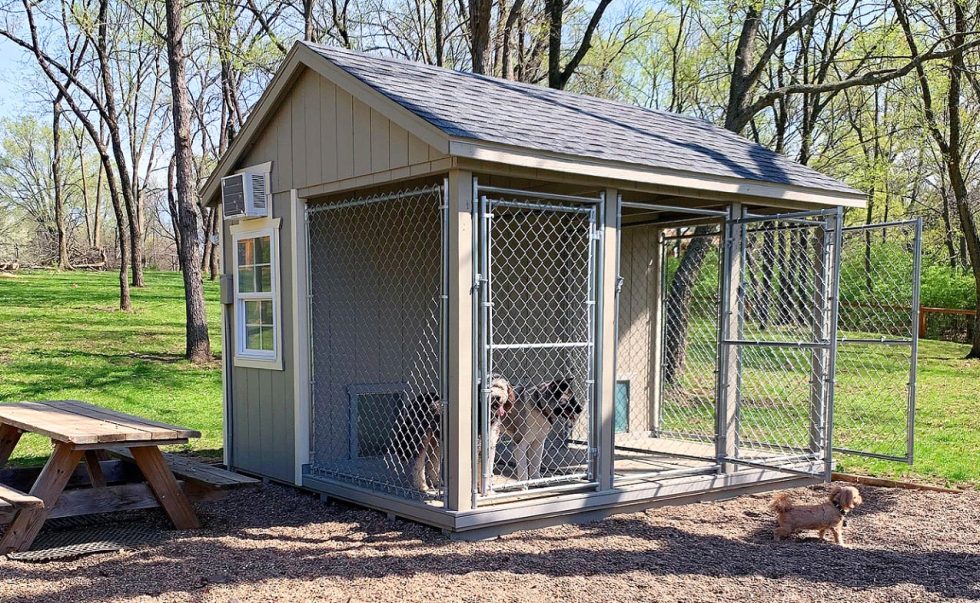 5 Tips for Caring for Older Dogs Caring for Elderly Dogs