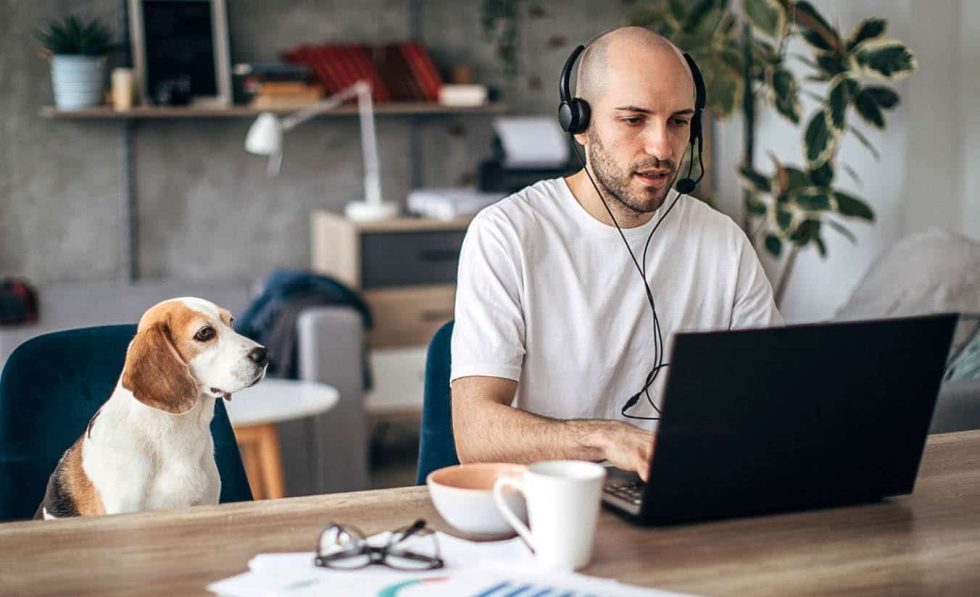 Dog Kennel Laws Dog Kennel Regulations Horizon Structures