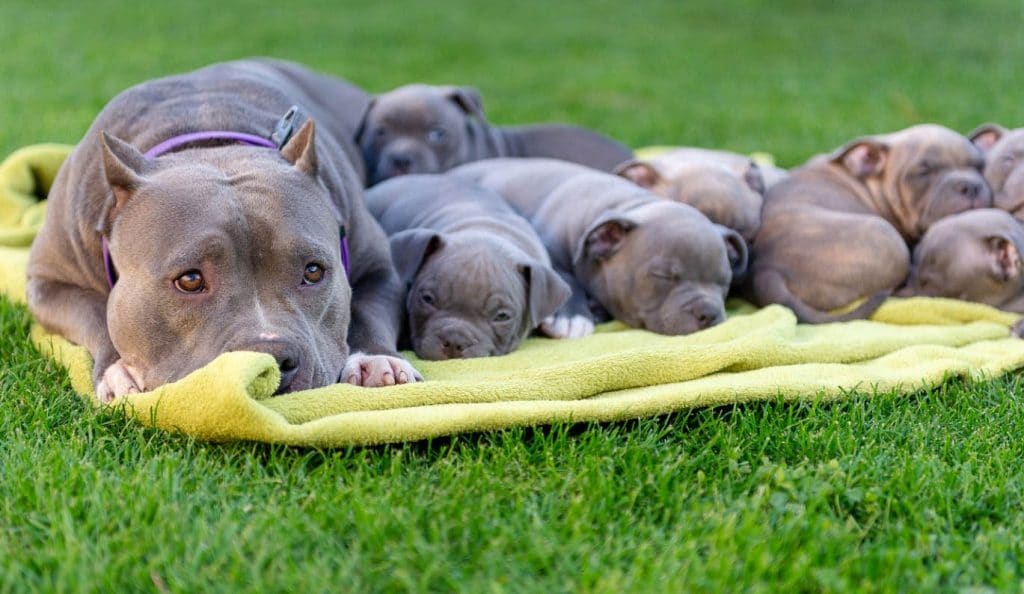 Dog Kennel Laws Dog Kennel Regulations Horizon Structures