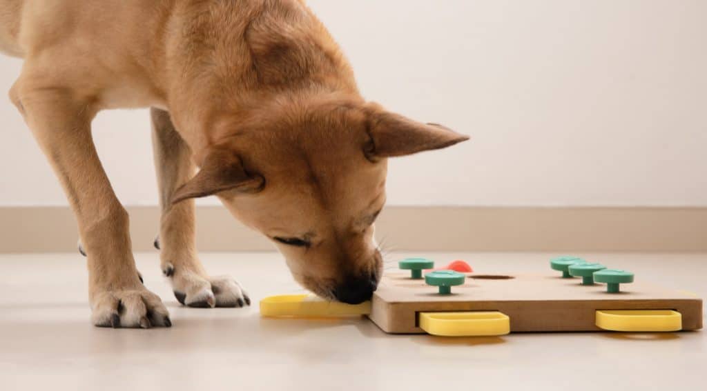 How to Prevent Dog Boredom During Kennel Time Horizon Structures