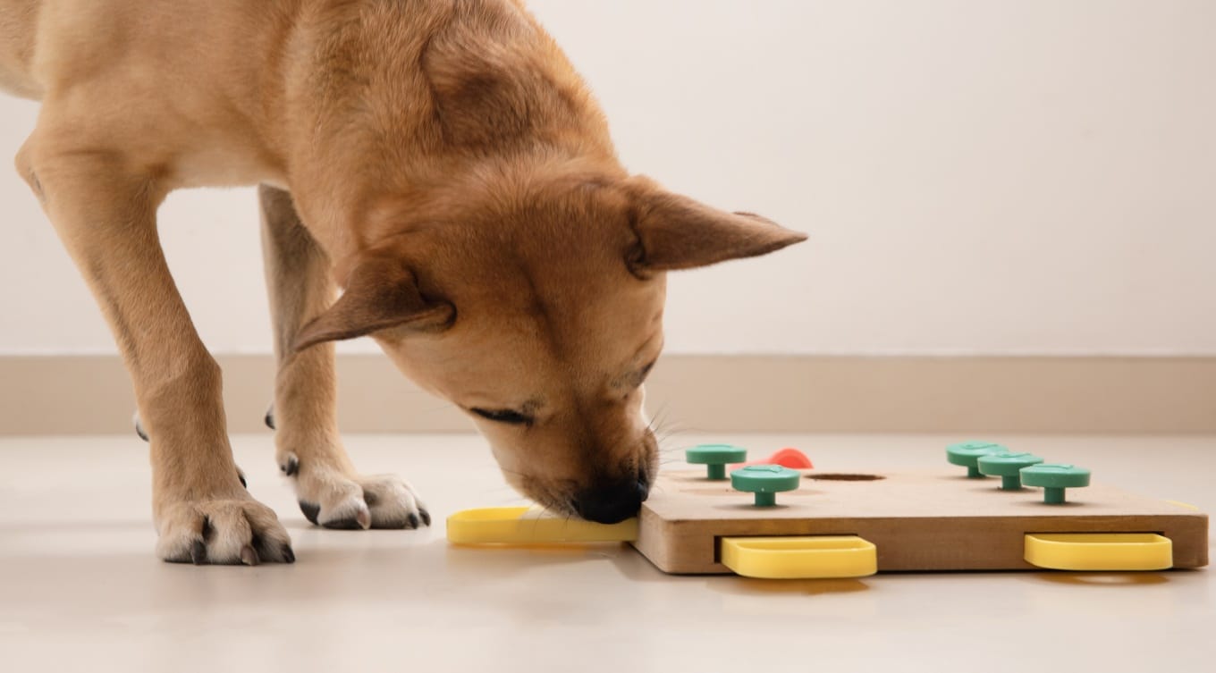 How to Prevent Dog Boredom: 5 Tips