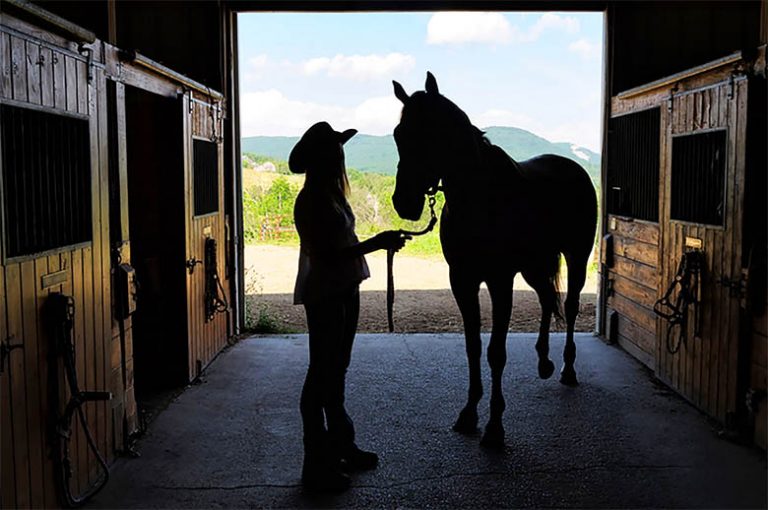 How to Quarantine Horses Quarantine Horse Barns Horizon Structures