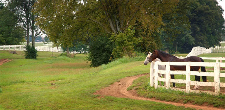 Horse Farm