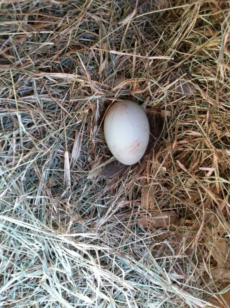 Carrie's First Egg