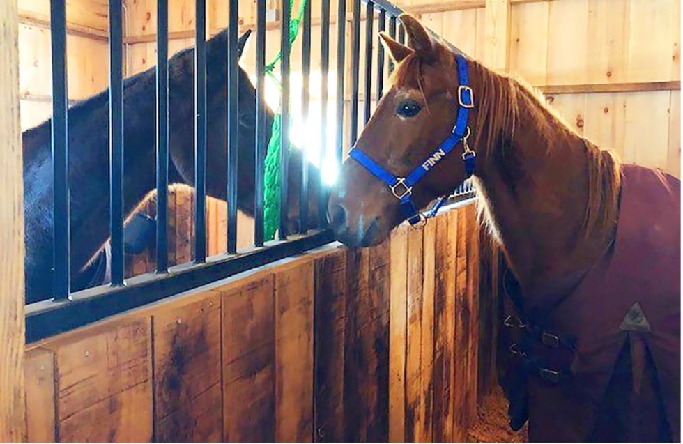Horse Stall Kickboards and Panels Horse Barn Surfacing