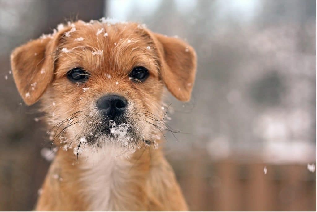 Winter proof dog kennel hotsell