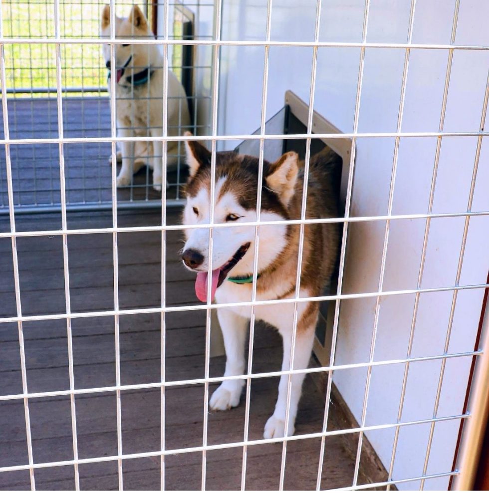 Dog Kennel Ideas for Winter How to Keep a Dog Kennel Warm