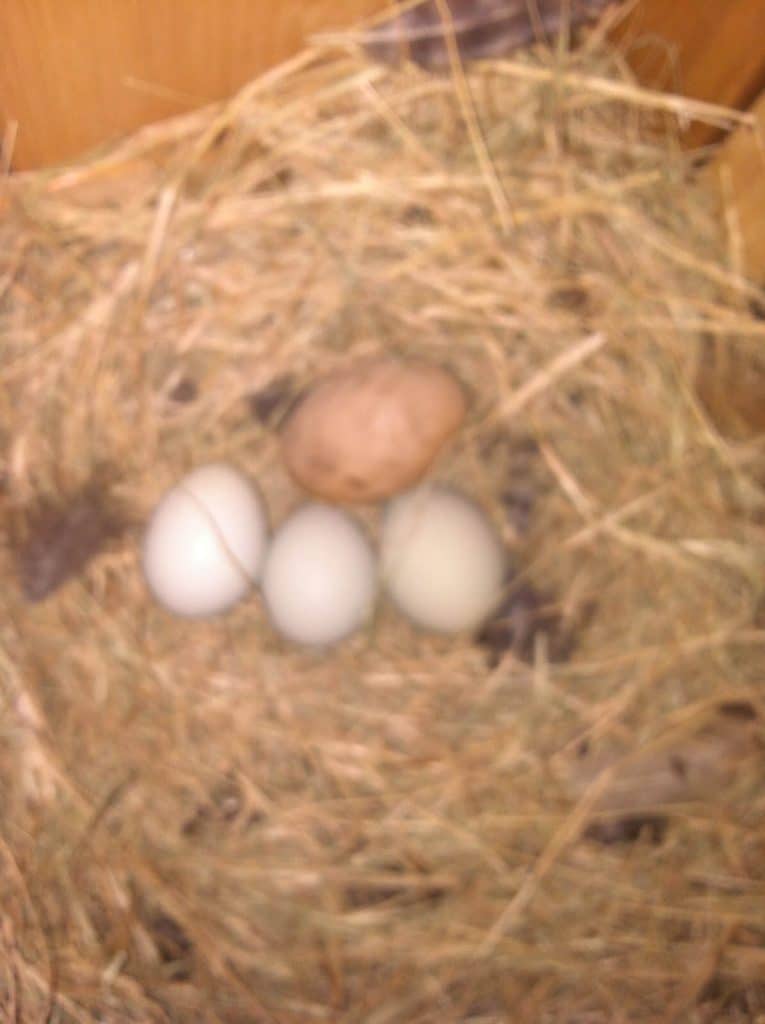 Three eggs