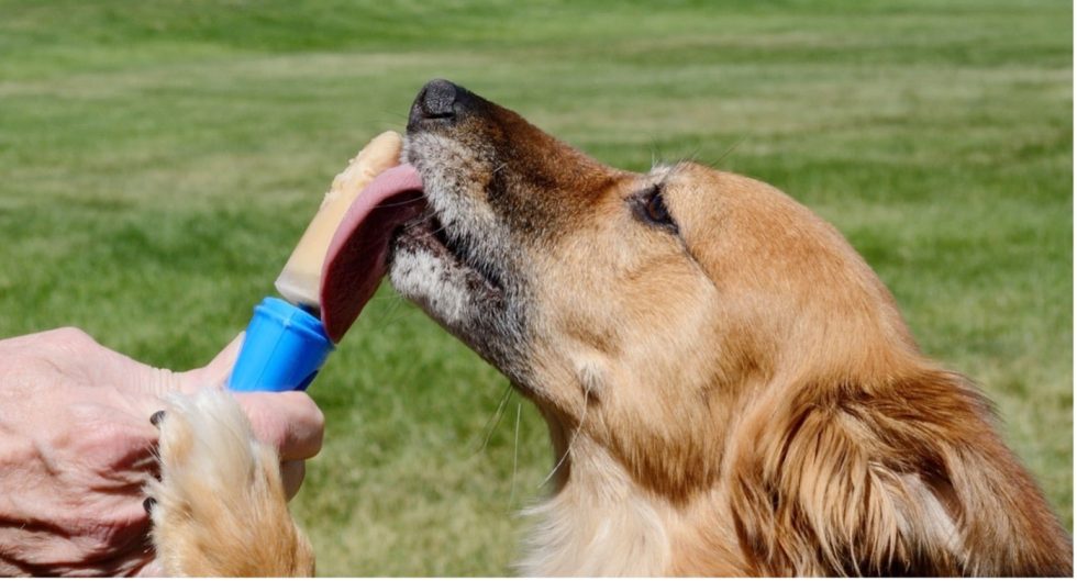 How to Keep Dog Kennels Cool in Summer Horizon Structures