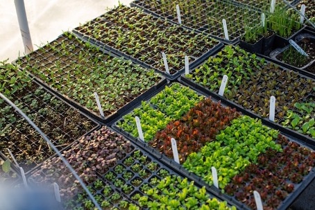 Rows of containers with some of the best plants to grow in a greenhouse