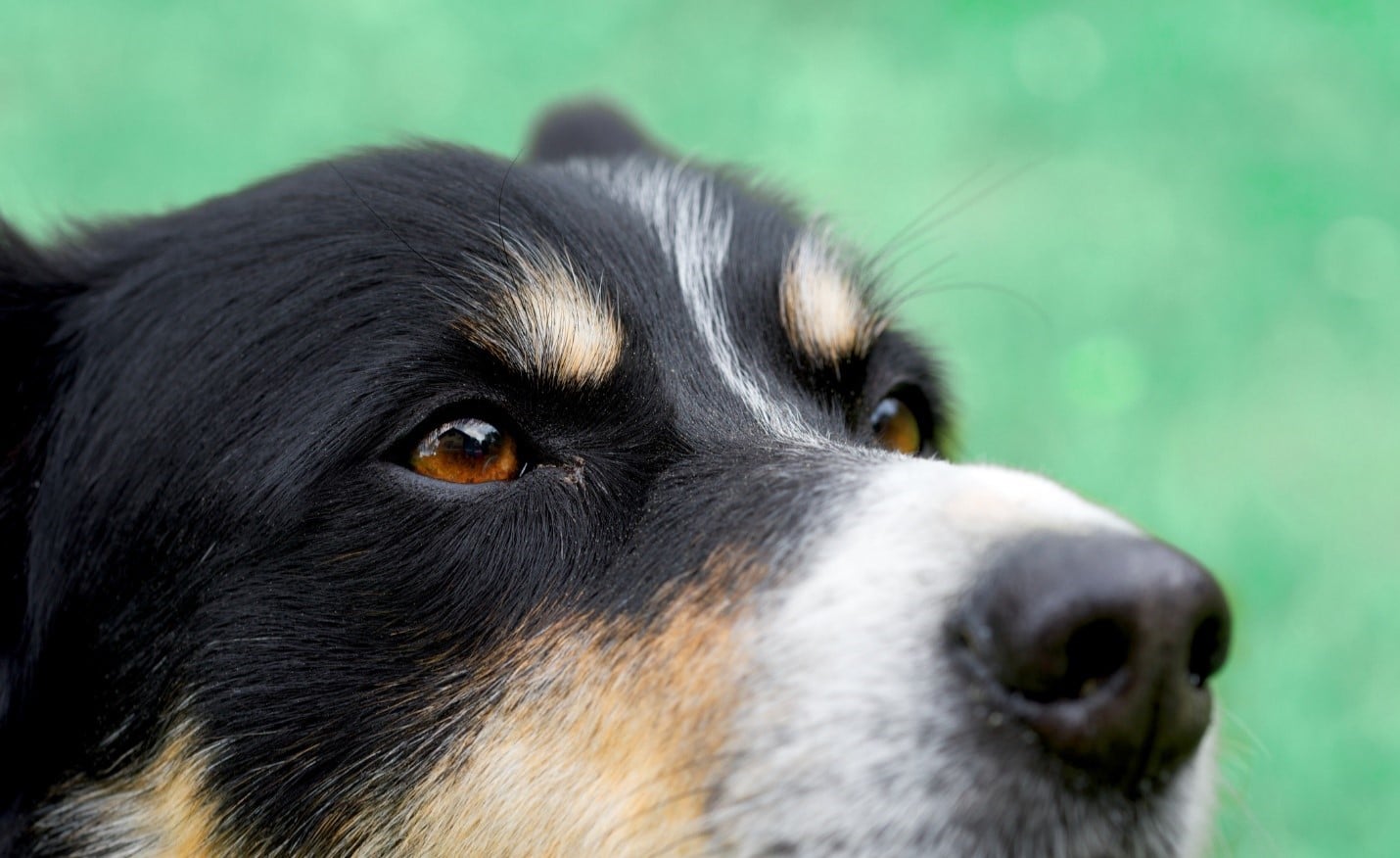 Boarding kennels for clearance reactive dogs
