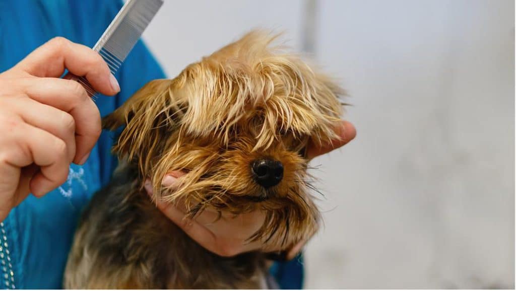 dog getting groomed