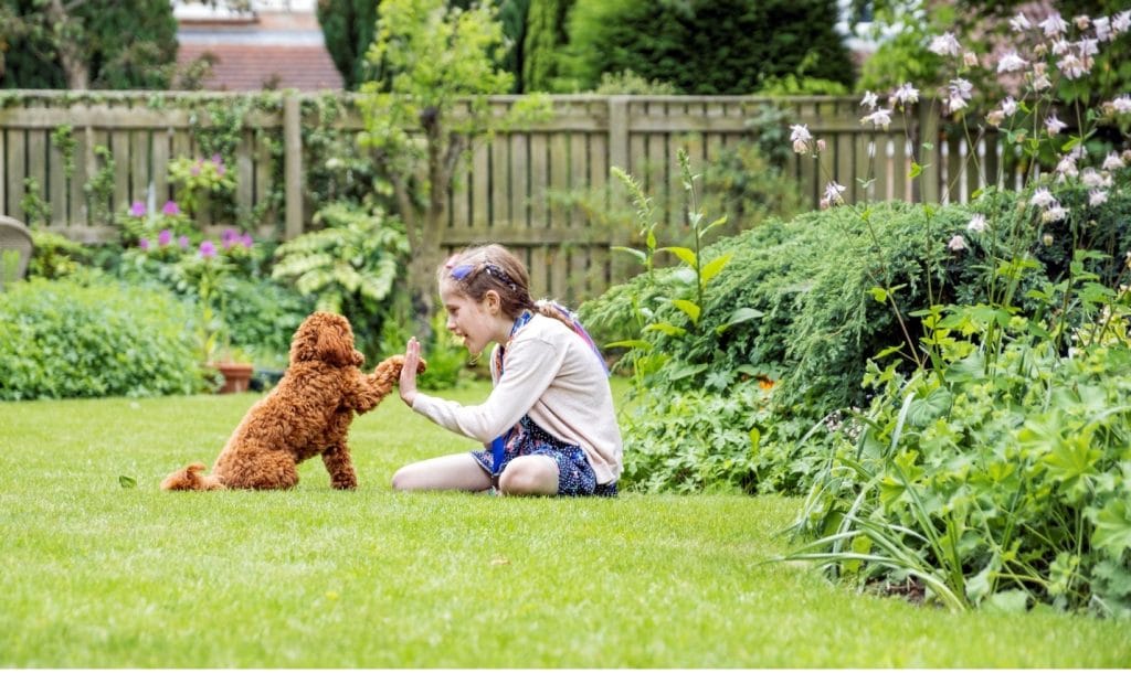 dog in yard with kid