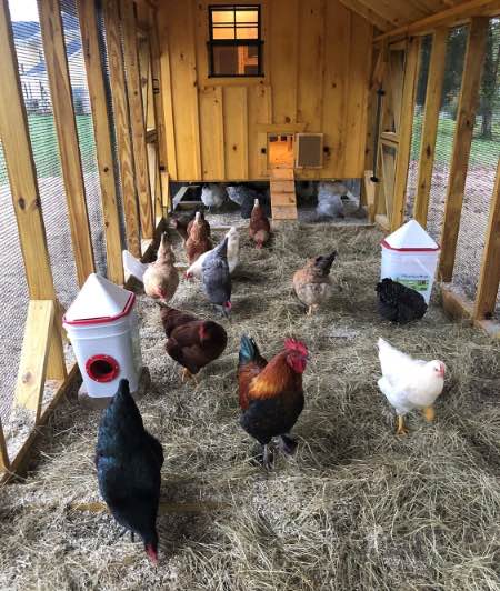 7x38 quaker combo coop chicken run