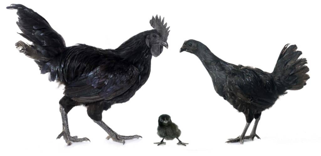 ayam cemani