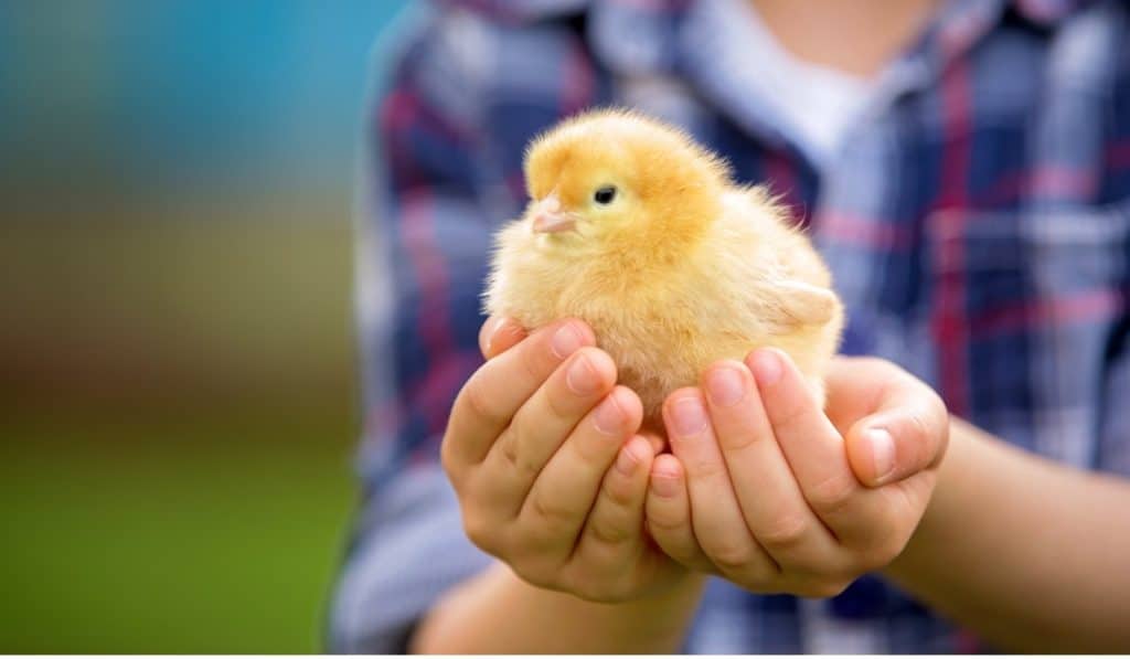 chick in hands