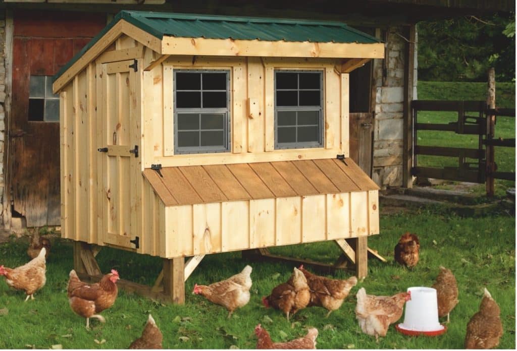 chicken coop with chickens outside