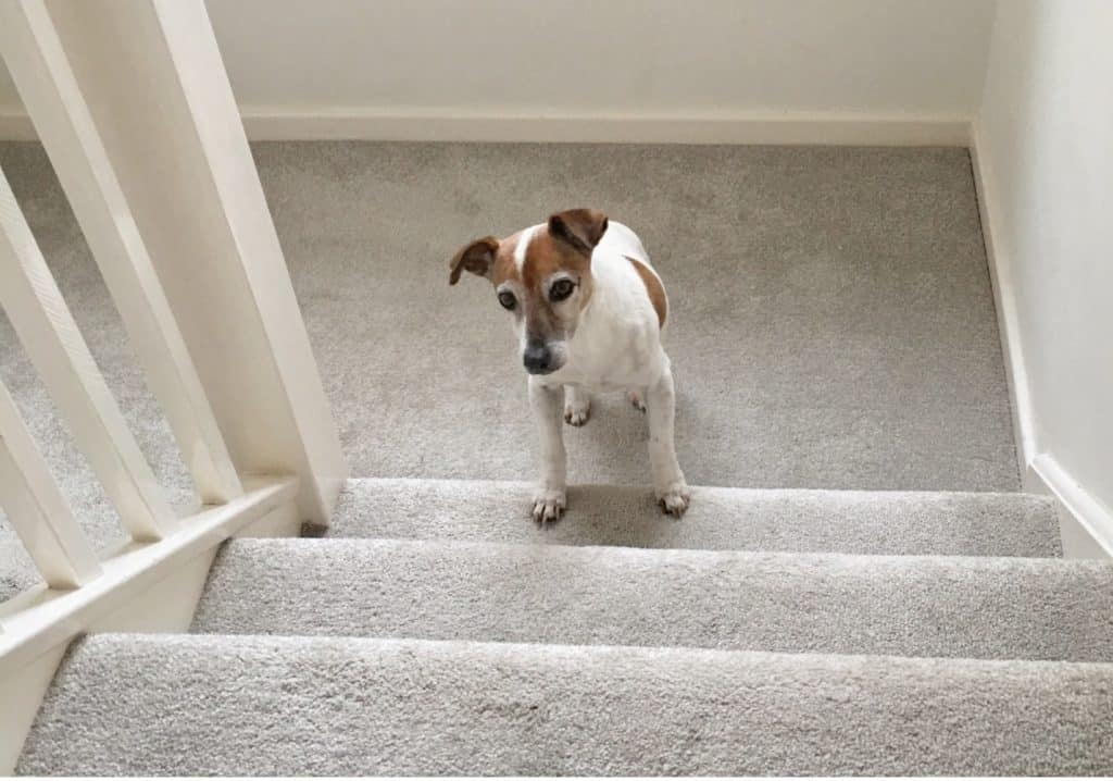 dog at bottom of steps