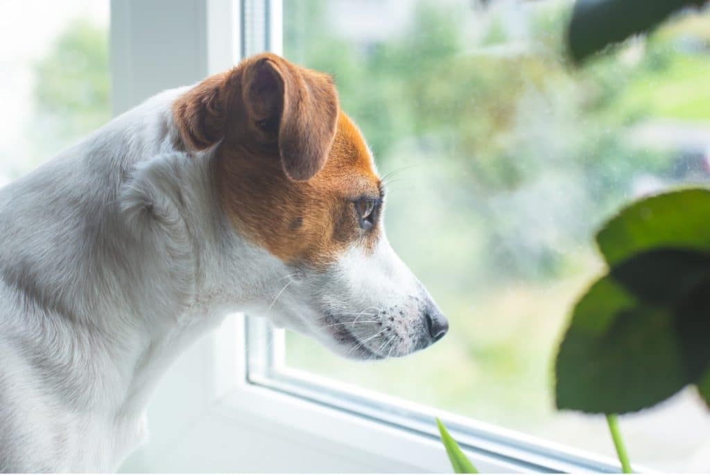 dog looking out window