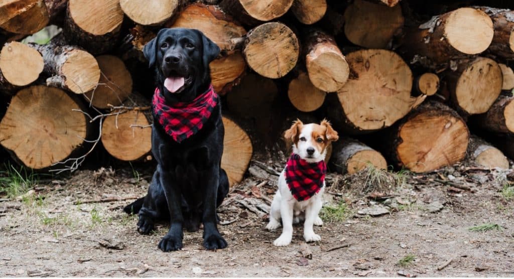 dogs by wood pile