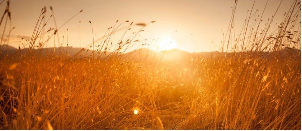 hayfield in sunset