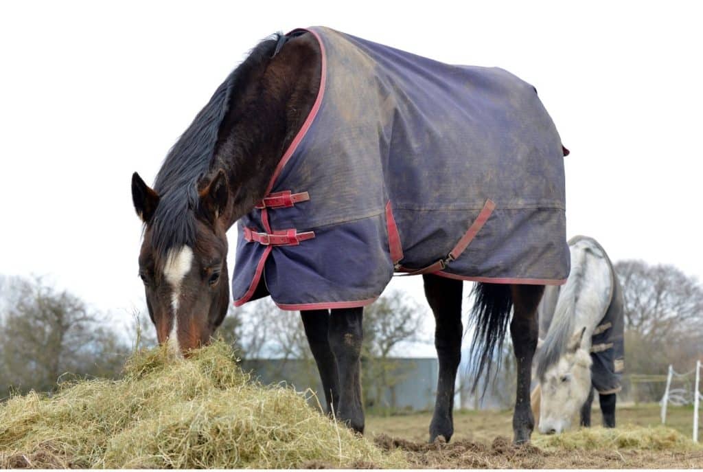 horse eating hay