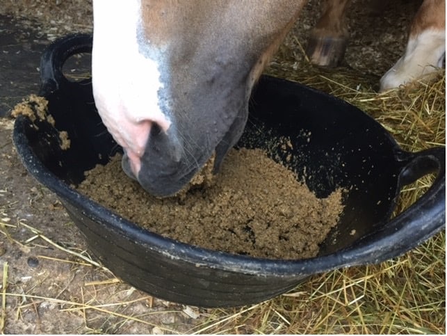 horse eating