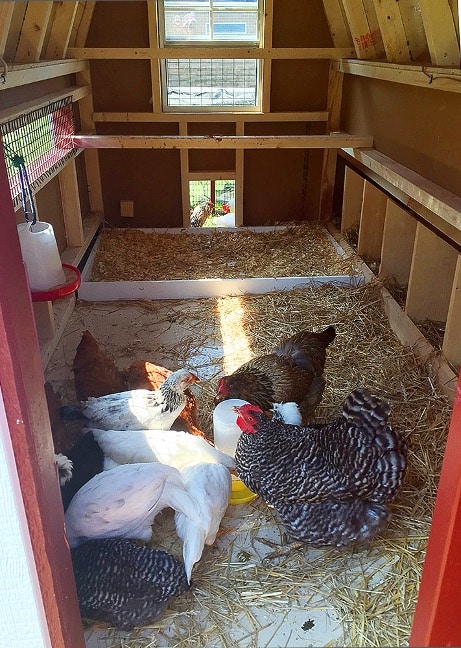 inside chicken coop