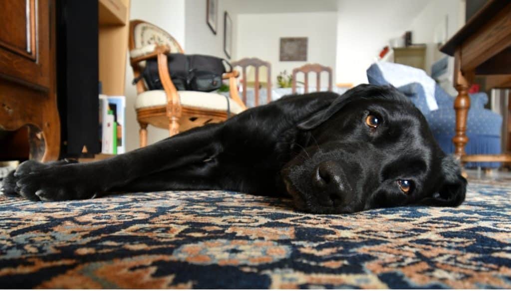 labrador laying