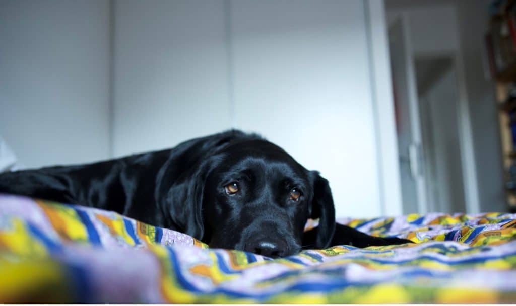 labrador laying on blankets