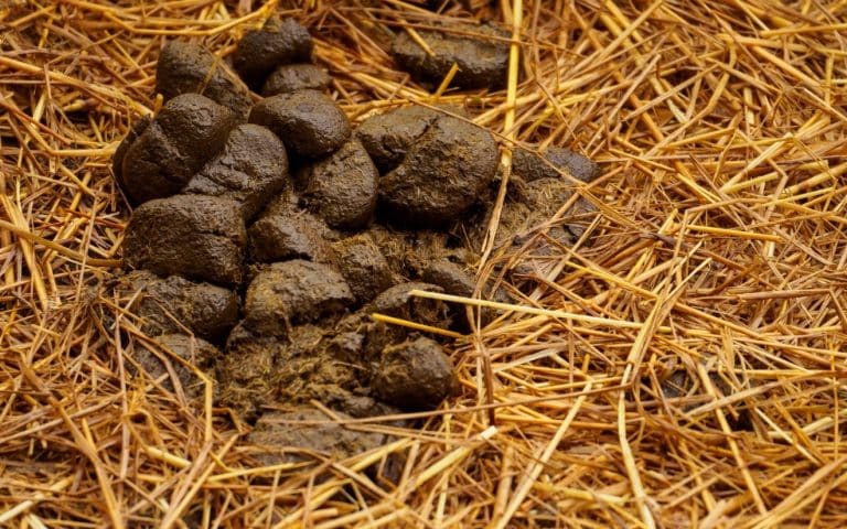 The Horsey Housework of Horse Manure Management/Disposal