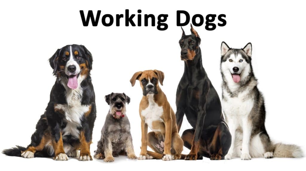 working dogs