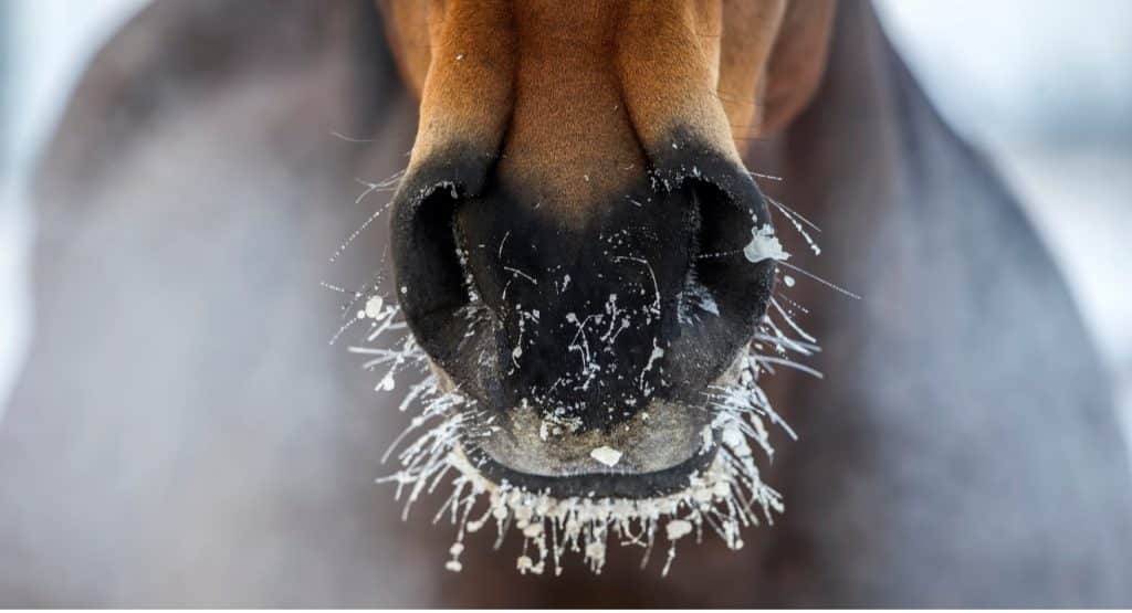 horse nose with frost