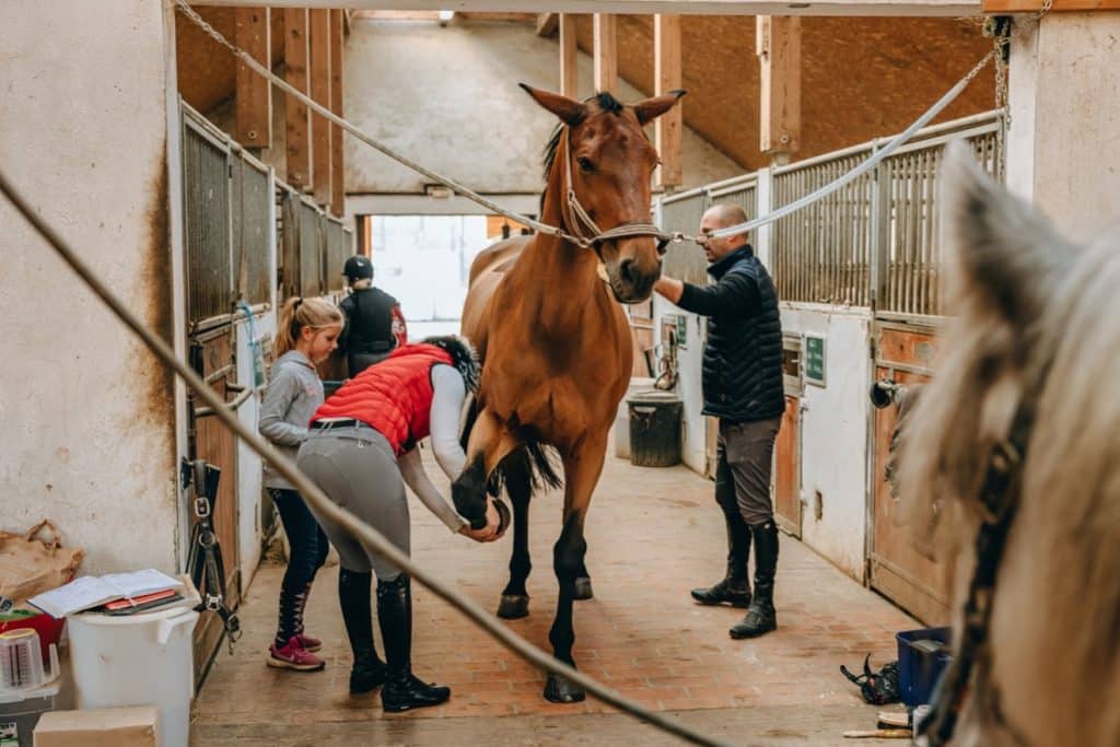 people working with horse