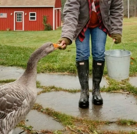 feeding geese