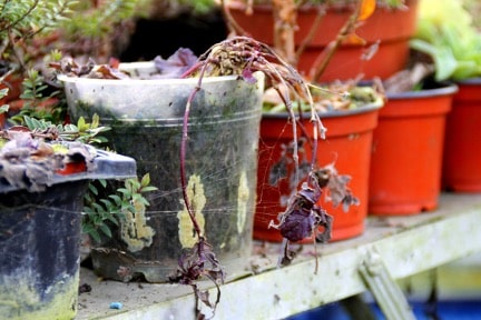 flowerpots in greenhouse