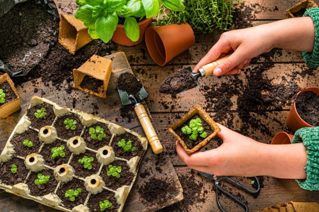 starting seedlings