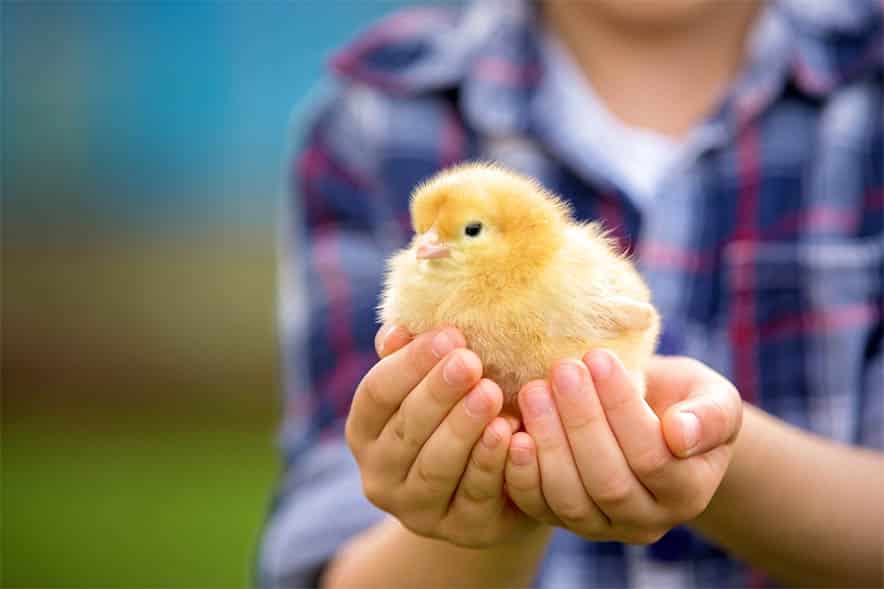 Chicks to Chickens – Learning Life Milestones and Handling Them Successfully