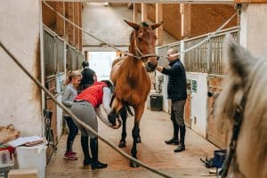 Methods To Enhance Revenue In A Horse Boarding Business