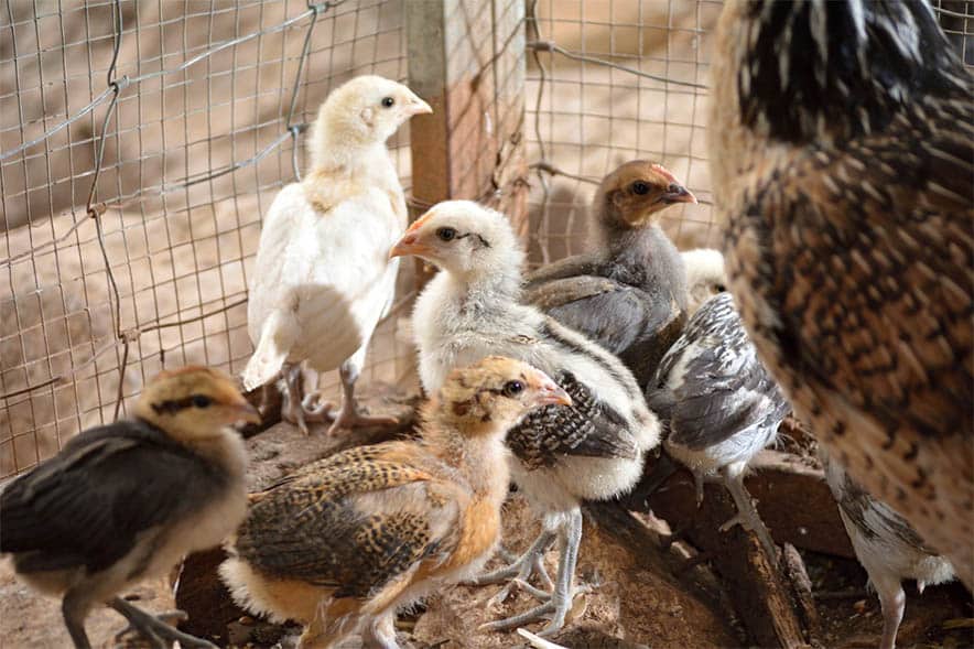 Chicks to Chickens – Learning Life Milestones and Handling Them Successfully