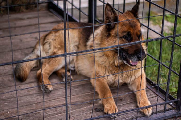Chicken Coop Plans Starting A Chicken Coop Horizon Structures