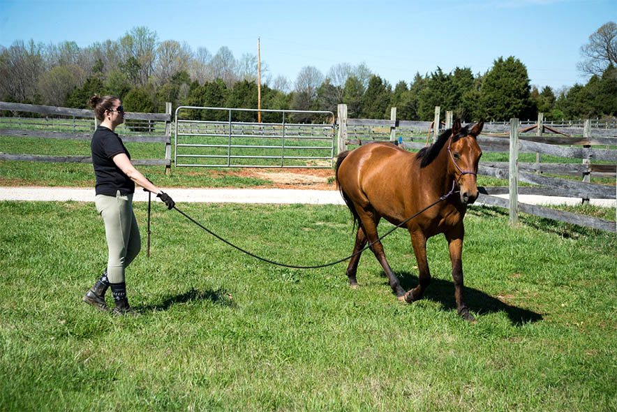 Methods To Enhance Revenue In A Horse Boarding Business 