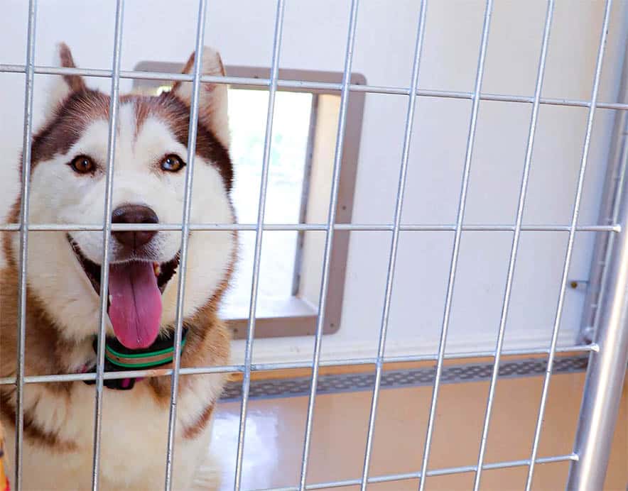 The Kennel – A Home from Home or a Prison